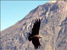 wildlife of the colca valley